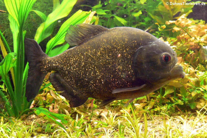 Roter Piranha (Pygocentrus nattereri)