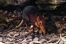 Rotschulter-Rüsselhündchen (Rhynchocyon petersi) im Zoo Leipzig