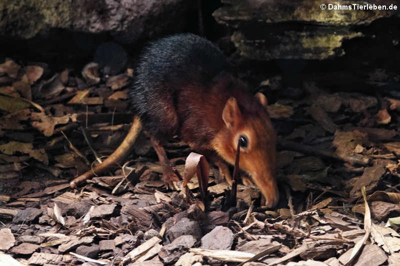 Rotschulter-Rüsselhündchen (Rhynchocyon petersi)