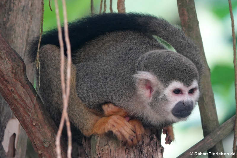 Gewöhnlicher Totenkopfaffe (Saimiri sciureus)