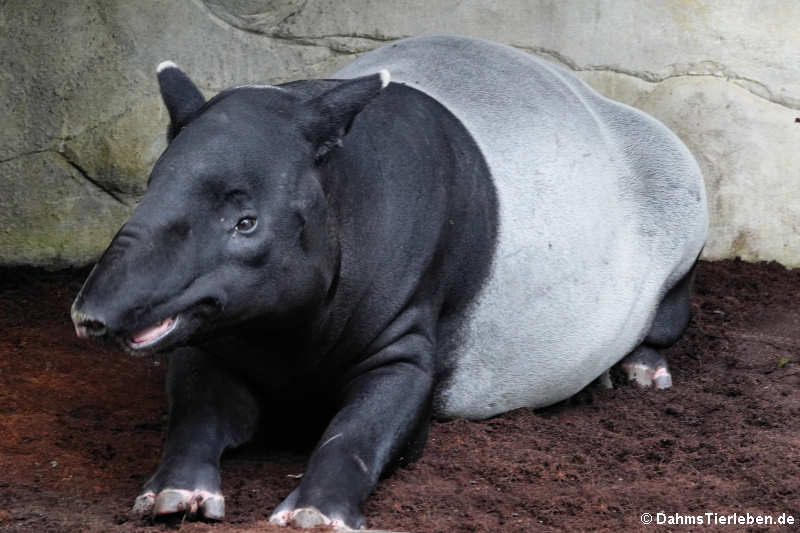 Schabrackentapir (Tapirus indicus)