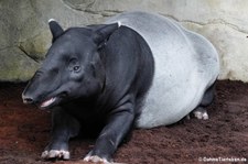 Schabrackentapir (Tapirus indicus) im Zoo Leipzig