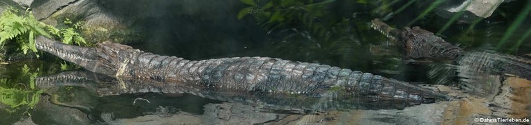 Tomistoma schlegelii