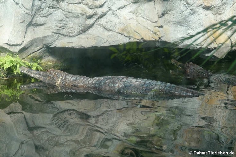 Tomistoma schlegelii