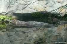 Sunda-Gavial (Tomistoma schlegelii) im Zoo Leipzig