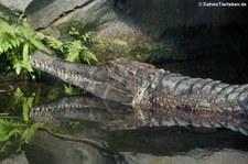 Sunda-Gavial (Tomistoma schlegelii) im Zoo Leipzig