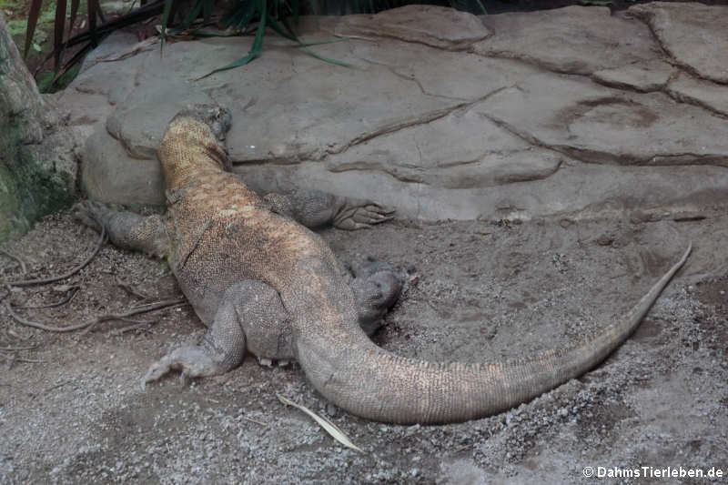 Komodowaran Varanus komodoensis-2