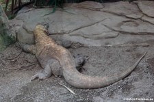 Komodowaran (Varanus komodoensis) im Zoo Leipzig