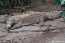 Komodowaran (Varanus komodoensis) im Zoo Leipzig