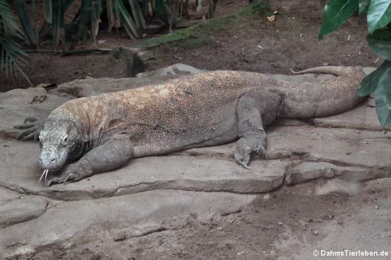 Varanus komodoensis