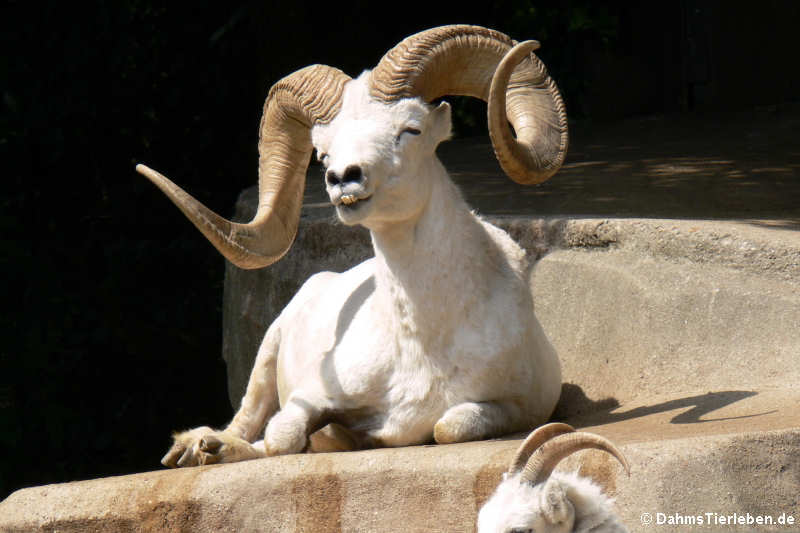 Dallschaf Ovis dalli-1