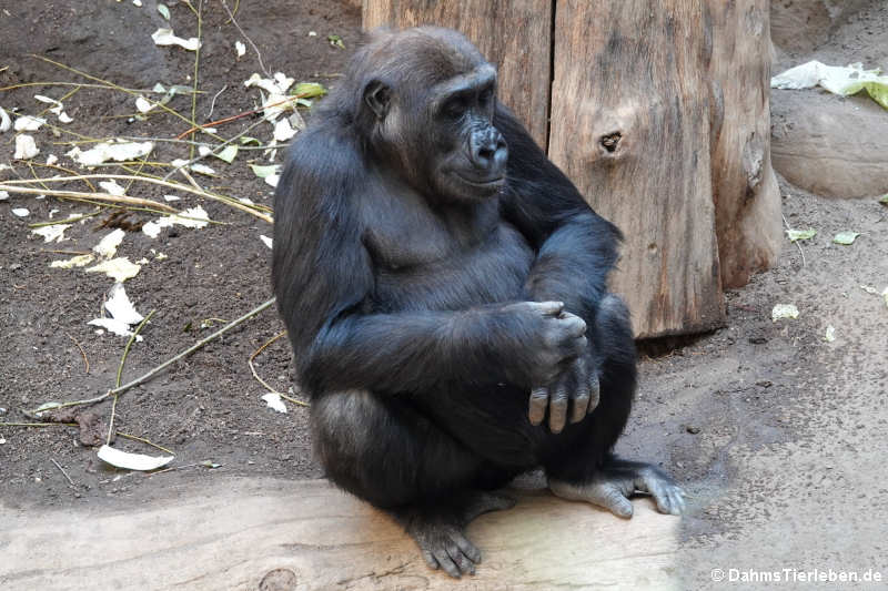 Westlicher Flachlandgorilla (Gorilla gorilla gorilla)