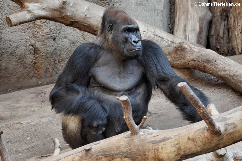 Westlicher Flachlandgorilla (Gorilla gorilla gorilla)