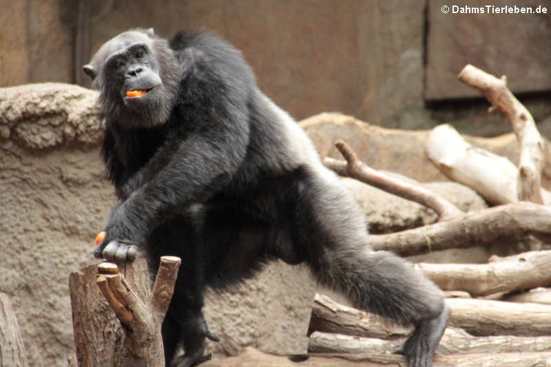 Westafrikanischer Schimpanse (Pan troglodytes verus)