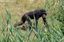 Westafrikanischer Schimpanse (Pan troglodytes verus) im Zoo Leipzig