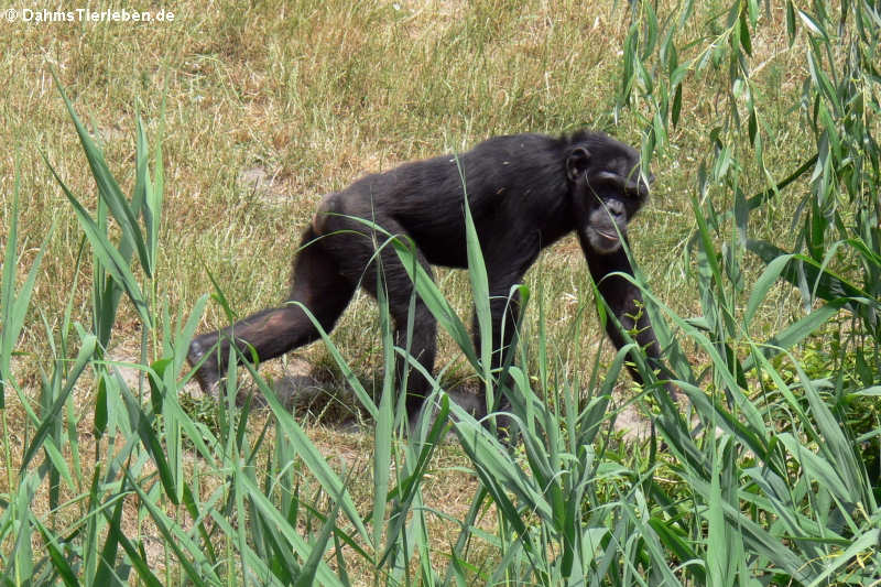 Westafrikanischer Schimpanse (Pan troglodytes verus)