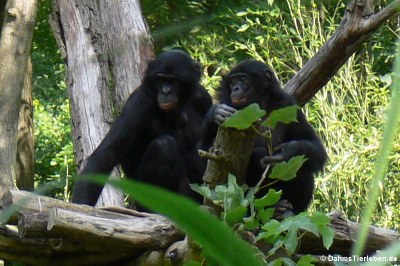 Bonobos (Pan paniscus)