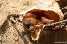 Sumatra Orang-Utan (Pongo abelii) im Zoo Leipzig