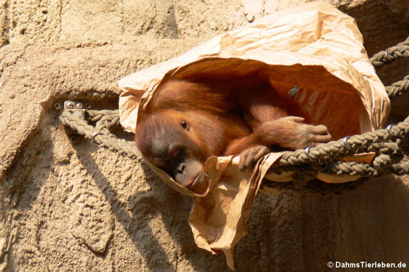 Sumatra-Orang-Utan (Pongo abelii)