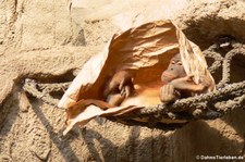 Sumatra Orang-Utan (Pongo abelii) im Zoo Leipzig