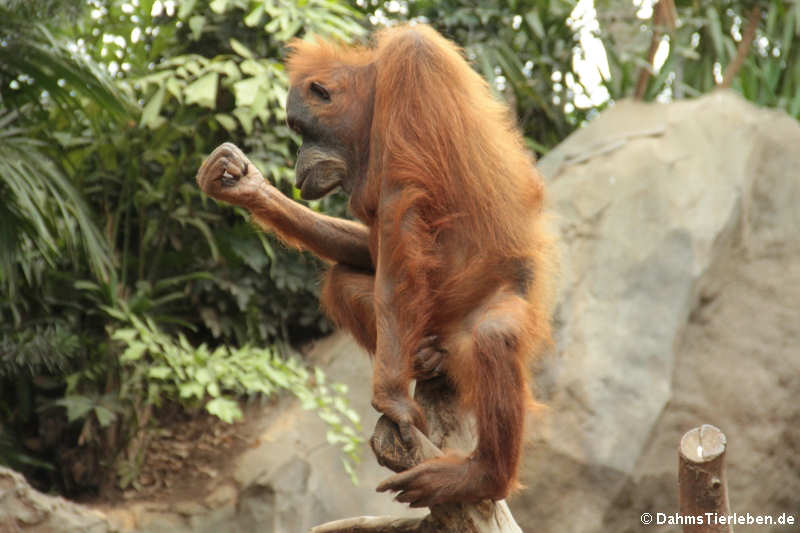 Sumatra-Orang-Utan (Pongo abelii)