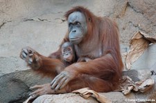 Sumatra Orang-Utans (Pongo abelii) im Zoo Leipzg