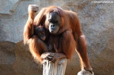 Sumatra Orang-Utans (Pongo abelii) im Zoo Leipzg