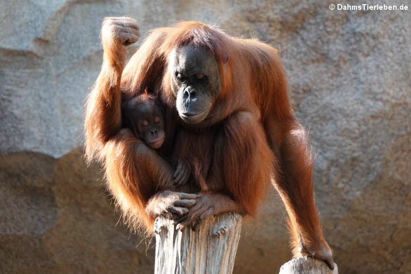 Sumatra-Orang-Utans (Pongo abelii)