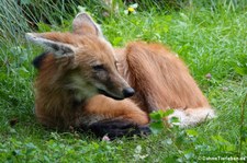 Mähnenwolf (Chrysocyon brachyurus) im Zoo Leipzig