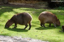 Wasserschweine (Hydrochoerus hydrochaeris) im Zoo Leipzig
