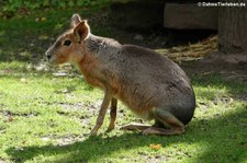 Großer Pampashase oder Mara (Dolichotis patagonum) im Zoo Leipzig