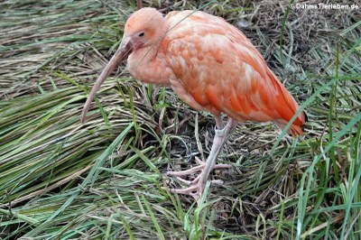 Scharlachsichler (Eudocimus ruber)