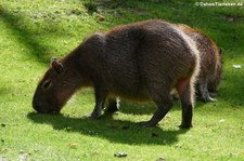 Capybaras (Hydrochoerus hydrochaeris) im Zoo Leipzig