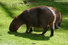 Wasserschweine (Hydrochoerus hydrochaeris) im Zoo Leipzig