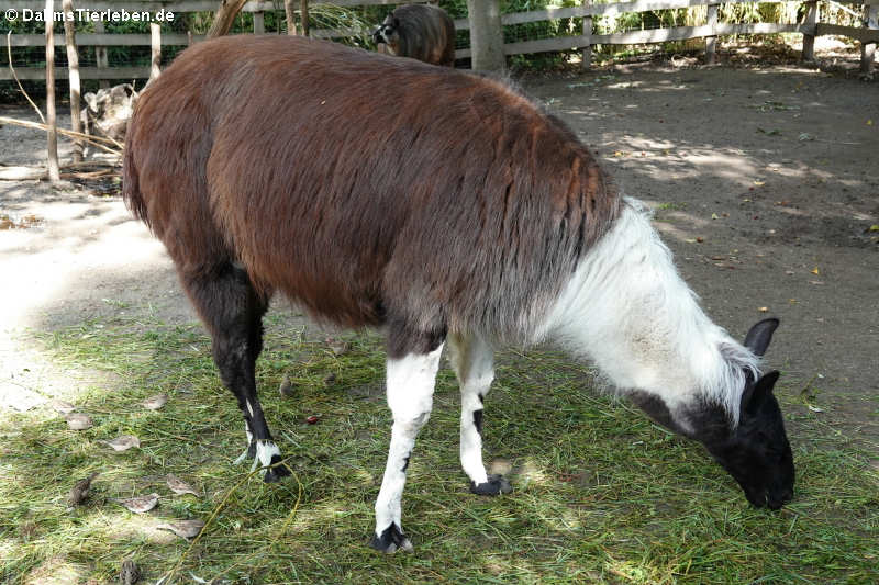 Lama (Lama guanicoe f. glama)