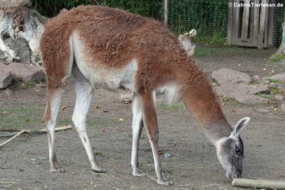 Guanako (Lama guanicoe)