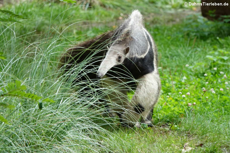 Großer Ameisenbär (Myrmecophaga tridactyla)