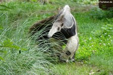 Großer Ameisenbär (Myrmecophaga tridactyla) im Zoo Leipzig