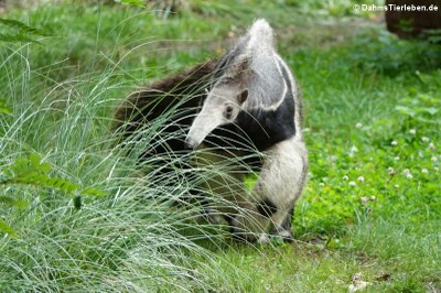 Großer Ameisenbär (Myrmecophaga tridactyla)