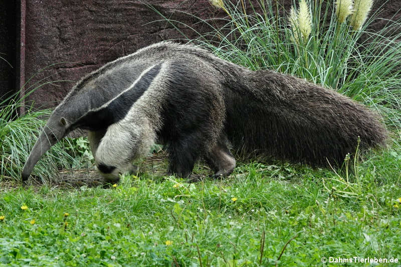 Großer Ameisenbär (Myrmecophaga tridactyla)