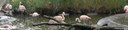 Phoenicopterus chilensis