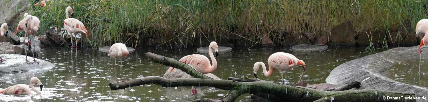 Phoenicopterus chilensis