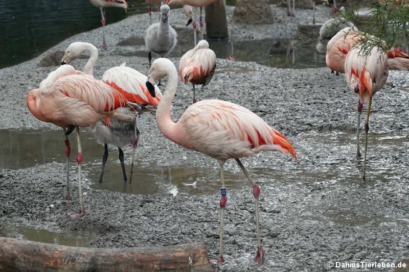 Phoenicopterus chilensis