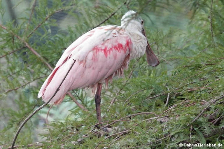 Platalea ajaja