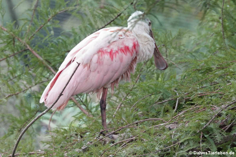 Platalea ajaja