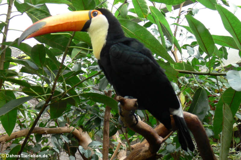 Riesentukan (Ramphastos toco)