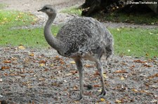 Darwin Nandu (Rhea pennata) im Zoo Leipzig