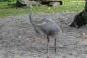 Rhea pennata