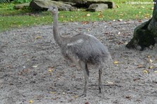 Darwin Nandu (Rhea pennata) im Zoo Leipzig