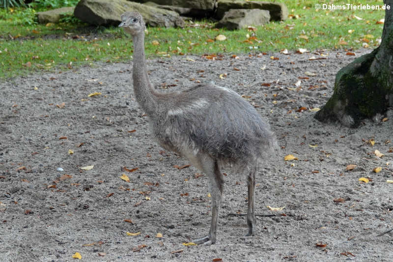 Rhea pennata